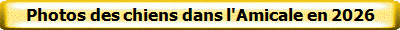 Photos des chiens dans l'Amicale en 2026